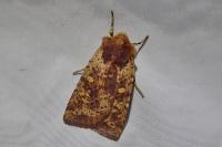 Conistra staudingeri