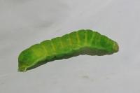 Phlogophora meticulosa