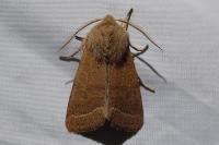 Orthosia cerasi