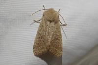 Orthosia cruda