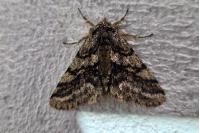 Lycia hirtaria