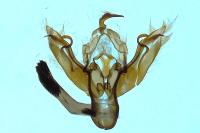 Leptologia lota