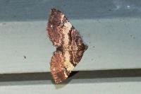 Earophila badiata
