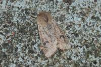 Orthosia cruda