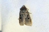 Orthosia gothica
