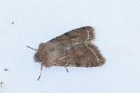 Orthosia incerta