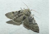 Achlya flavicornis