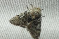 Achlya flavicornis