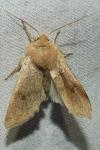 Anorthoa munda