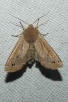 Anorthoa munda