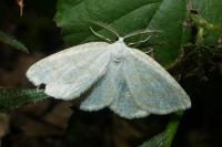 Cabera exanthemata