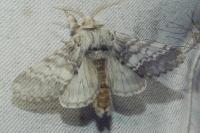 Drymonia ruficornis