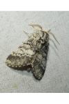 Drymonia ruficornis