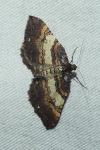 Earophila badiata