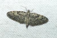 Eupithecia abbreviata