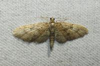 Eupithecia abbreviata