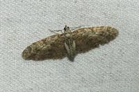 Eupithecia abbreviata