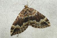 Lampropteryx suffumata