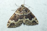 Lampropteryx suffumata