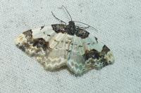 Ligdia adustata