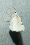 Lomographa bimaculata