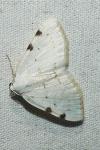 Lomographa bimaculata