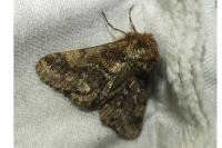 Lycia hirtaria