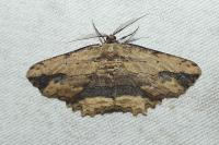 Menophra abruptaria