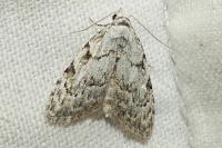 Nola confusalis
