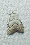 Nola confusalis