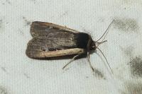 Ochropleura leucogaster