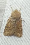 Orthosia cruda