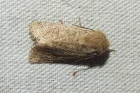 Orthosia cruda
