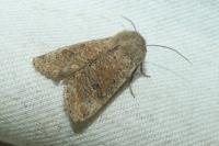 Orthosia cruda