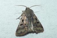 Orthosia gothica