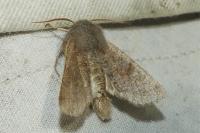 Orthosia incerta