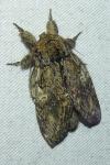 Peridea anceps