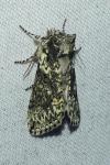 Polyploca ridens