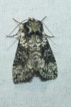 Polyploca ridens