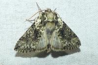 Polyploca ridens