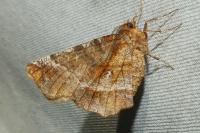 Selenia dentaria