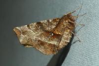 Selenia dentaria
