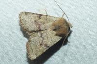 Spudaea ruticilla