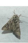 Xylocampa areola
