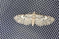 Eupithecia dodoneata