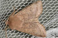 Orthosia cerasi