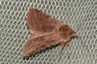 Cerastis rubricosa