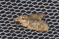 Diurnea fagella