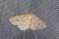 Ectropis crepuscularia