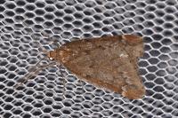 Alsophila aescularia